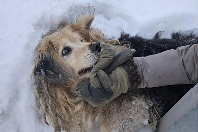 В Тюмени собаку убили из арбалета, волонтеры идут в полицию