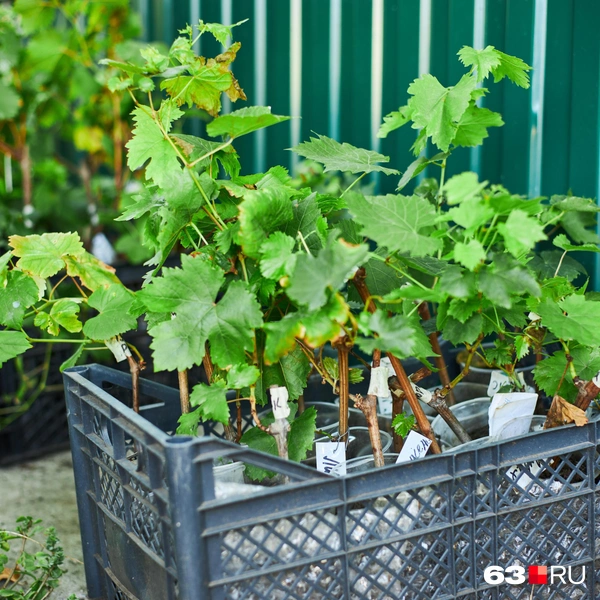 Источник: Роман Данилкин / 63.RU