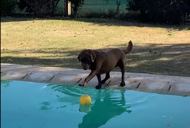 Пес очень хочет поиграть с мячом из бассейна, но при этом не хочет промокнуть (видео)