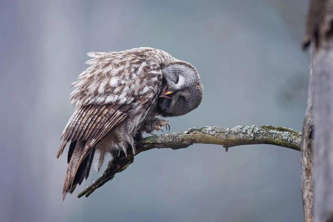 Летающая лиса и медитирующая выдра: смотрим самые забавные фотографии животных | Источник: Патрик Курц