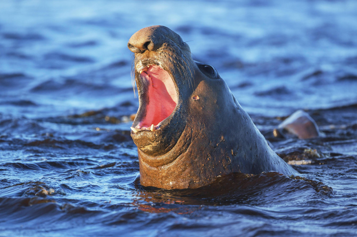 Семейный отдых на Фолклендах: как морские слоны проводят время на суше