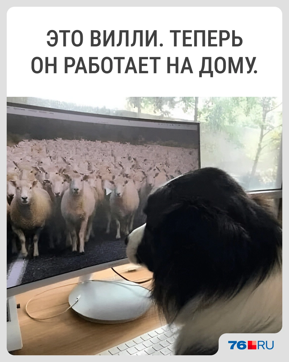 Ответственно выполняет свою задачу! | Источник: Городские медиа
