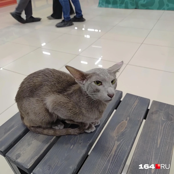 Источник: Сергей Гендин / 164.RU