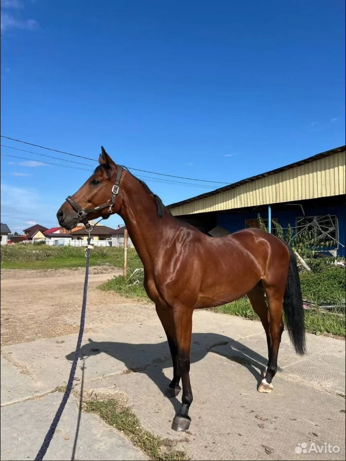 Источник: Avito