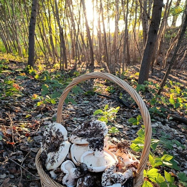 Источник: читатели V1.RU