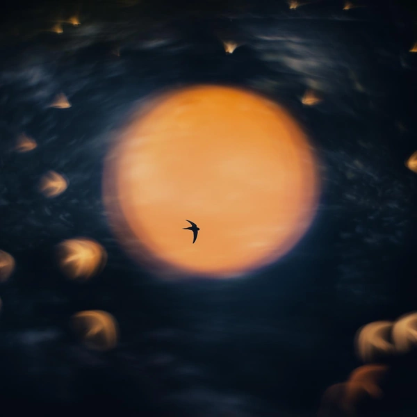 Абсолютным победителем конкурса и победителем в номинации «Птицы» стал норвежский фотограф-любитель Осмунн Кейлен | Источник: Åsmund Keilen / Nature Photographer of the Year 2025