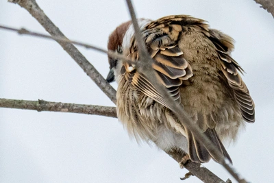 23 февраля в Приморье прогнозируют дождь со снегом