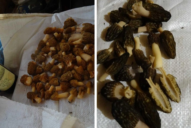 А так выглядят виды сморчков. На первом фото — сморчковая шапочка, на втором — черные сморчки | Источник: Кирилл Дроздов 