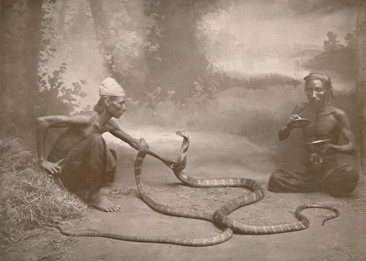 Смертельная профессия: как выживают змееловы