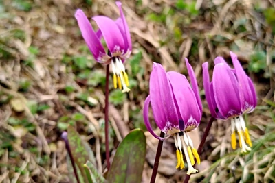 В Алтайском заповеднике зацвел кандык сибирский