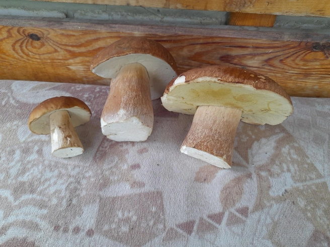 Эти красавцы — с Увильдов | Источник: Грибомания по Уралу / Vk.com