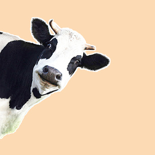 Сайт дня: Найди невидимую корову