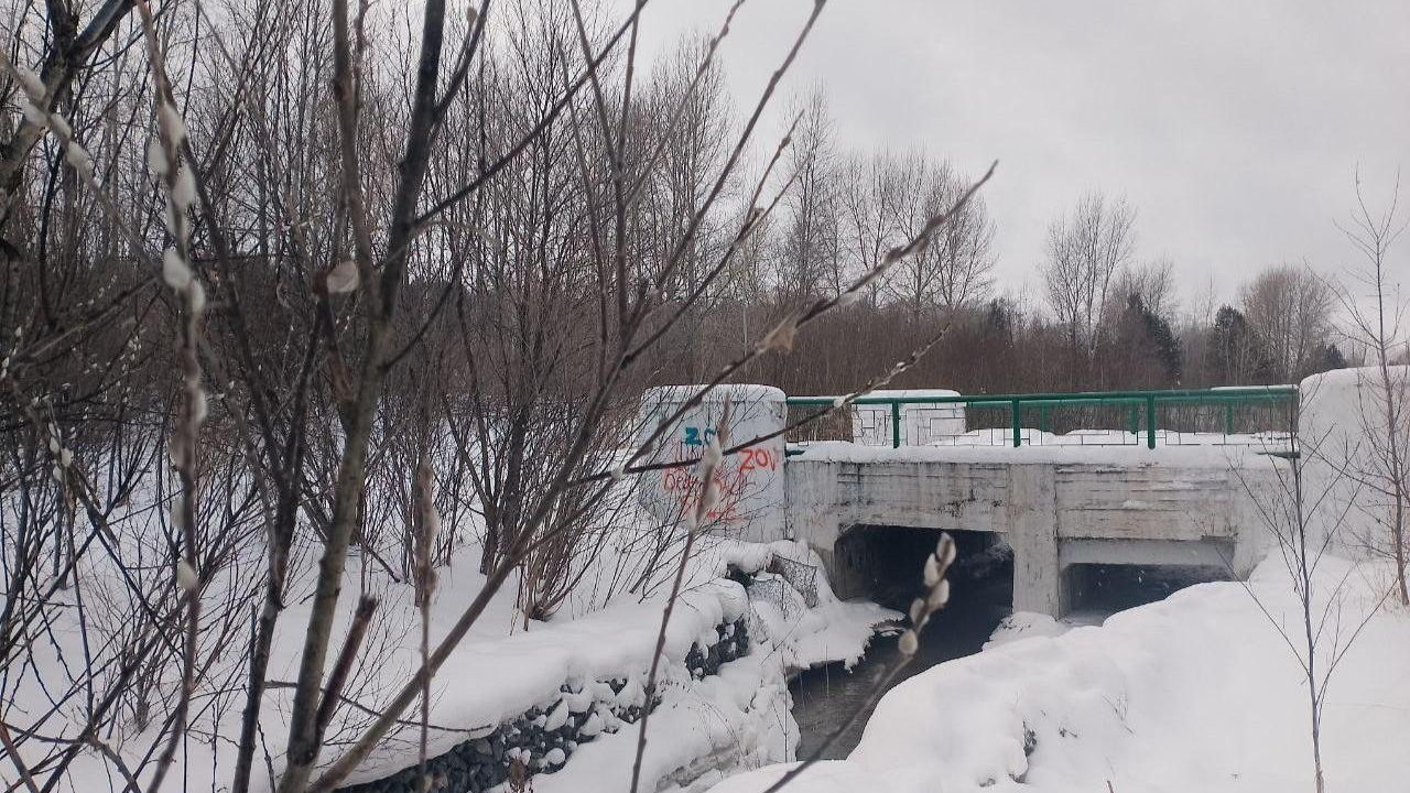 В Новосибирске зацвела верба — опасно ли это для растения 