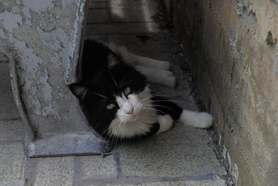 Екатеринбуржец получил 9 лет за убийство из-за кошки в машинке