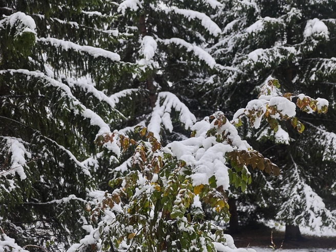 До Нового года осталось 86 дней.