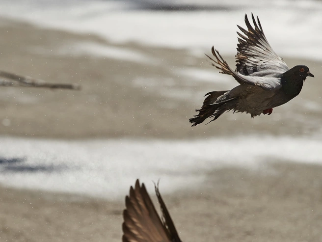 В Новосибирске устанавливается теплая погода | Источник: Александр Ощепков / NGS.RU