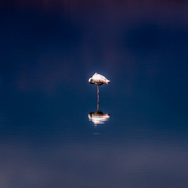Финалист в номинации «Дикие животные» | Источник: Steve Sorensen / 1839 Awards Photographer of the Year 2025