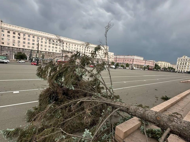 Падение дерева на площади Революции во время бури попало на видео | Источник: читатель 74.RU