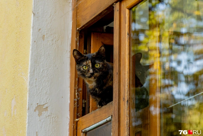 Котики привносят уют во дворы | Источник: Кирилл Поверинов / 76.RU