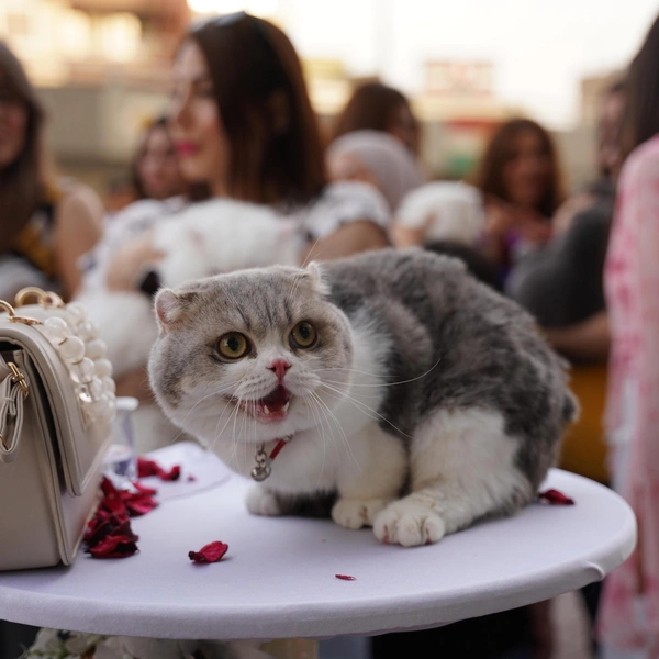 Источник: Fariq Faraj Mahmood/Anadolu via Getty Images