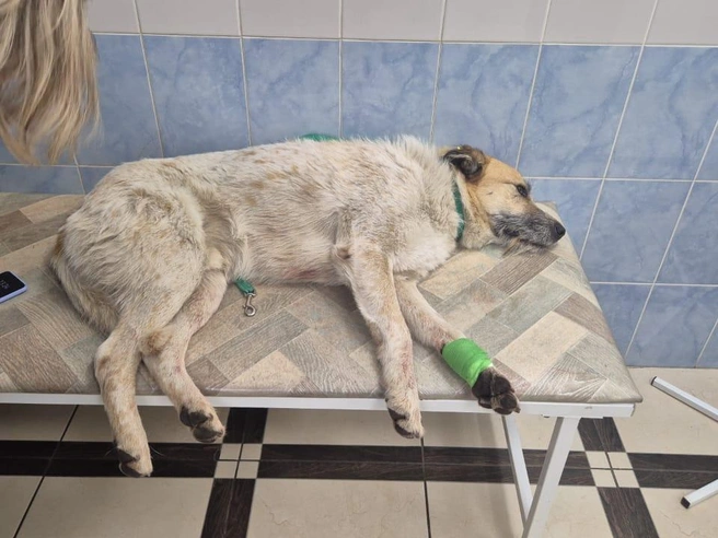 Животному была необходима экстренная операция | Источник: читатель НГС