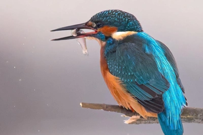 Rare Kingfisher Spotted in St. Petersburg
