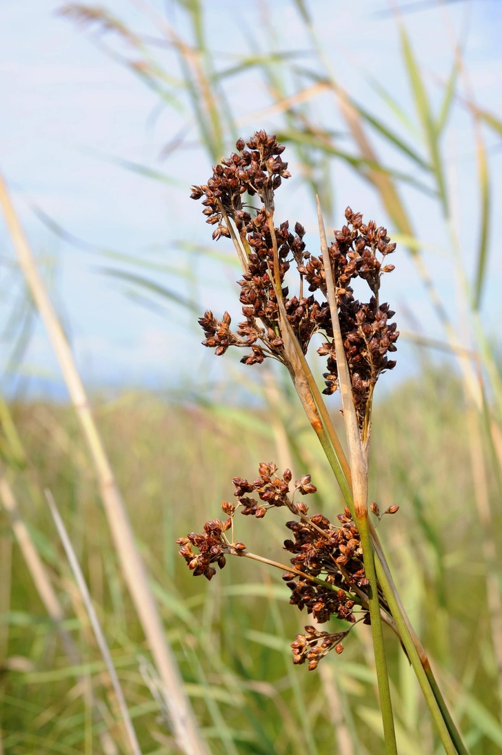 Кинотеатрлардағы минет