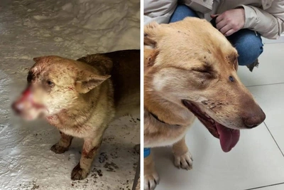 В Мошково мужчина стрелял в собаку на глазах у детей