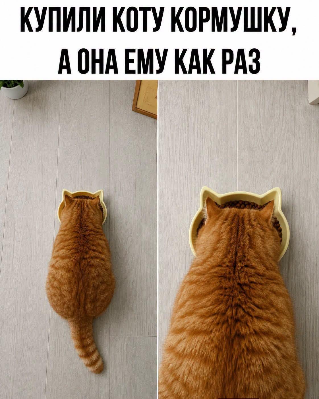 Коты и юмор :-) Здравствуйте, уважаемые, Приятного, времени, суток