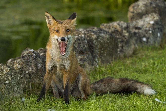 Источник: Lawrence Worcester / The Nature Photography Contest 2023