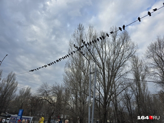 На митингующих сверху смотрели вороны. Они что-то знали | Источник: Семен Коротов-Майбах / 164.RU