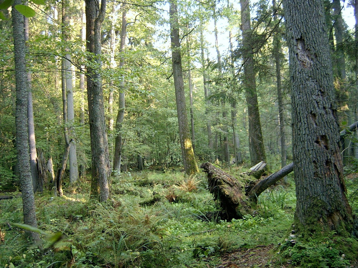 Остались ли в Европе первобытные леса?