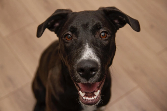 Сколько надежды в этих глазах | Источник: Общественное движение помощи животным «Ковчег» / ВКонтакте