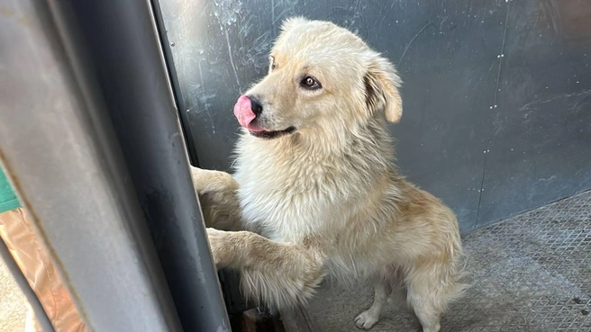 Безопасность на территории жилых комплексов — приоритетная задача для девелопера | Источник: DOGMA