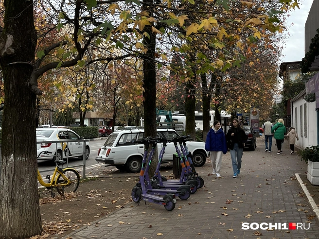 Уютная Хоста  | Источник: Анна Грицевич / SOCHI1.RU