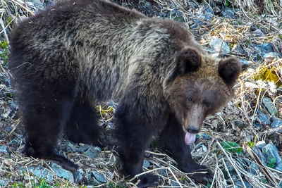 Пробуждение медведей в Алтайском заповеднике запечатлели на камеры