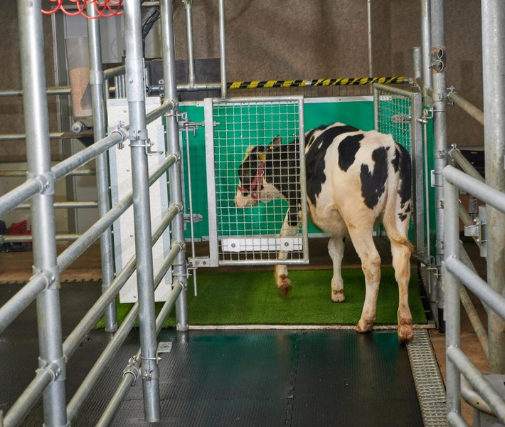 Ученые приучили коров к туалету