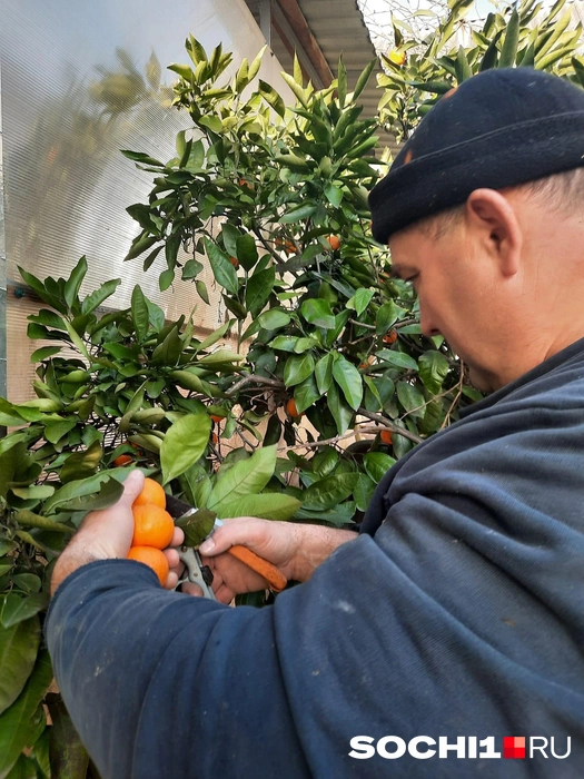 Из мандаринов делают салаты, варенье и выпечку | Источник: Анна Грицевич / SOCHI1.RU