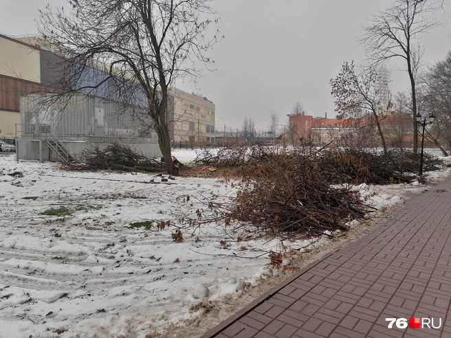 Парк лишится 65 деревьев | Источник: читатель 76.RU