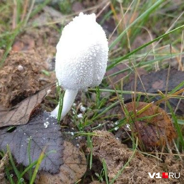 Источник: читатели V1.RU