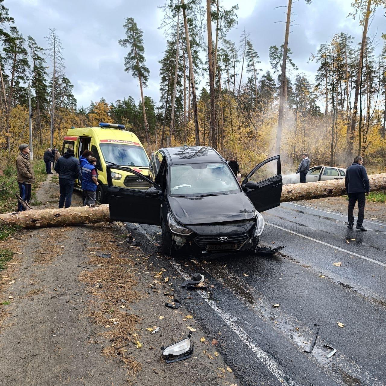 В зеленой зоне на дорогу перед носом автомобиля рухнула огромная сосна - 17  октября 2023 - ТОЛЬЯТТИ.ру