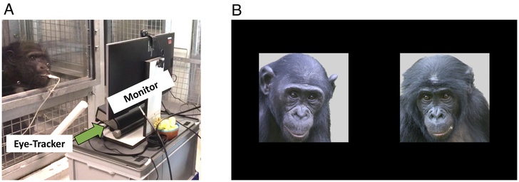 Я тебя помню: самка шимпанзе узнала родных после 26 лет разлуки