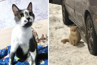 Lost cats in Murmansk seek homes for the New Year