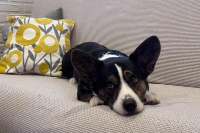 Perm Family Trains Mischievous Corgi Using Smart Camera