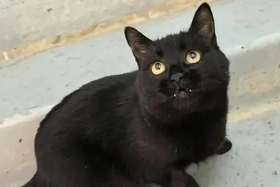 Kittens rescued from trees by mother cat