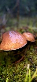 Источник: Илья Поволоцкий / Грибы в Подмосковье 2025 / VK.com