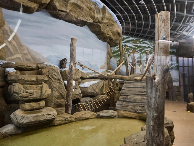 Японские макаки получили просторное помещение | Источник: Фото: Александр Ощепков / NGS.RU