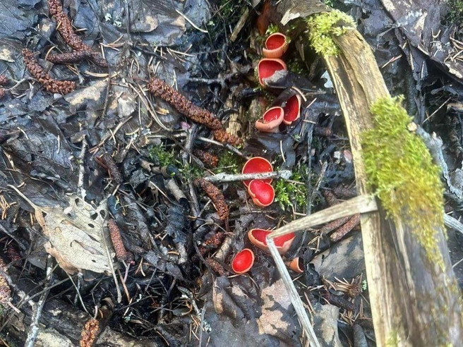 Эти же грибы, но от другого ценителя | Источник: Грибники Тюмени и Тюменской области / t.me