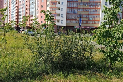 Сорняки с человеческий рост: горожане раскритиковали сквер в Академе