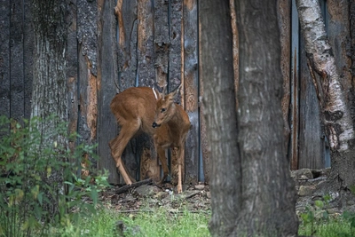 Ryazan Poachers Charged After Killing Roe Deer